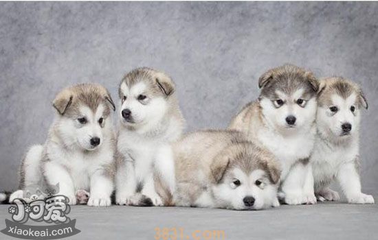 阿拉斯加犬多钱(图1)