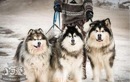 阿拉斯加犬多钱(图2)
