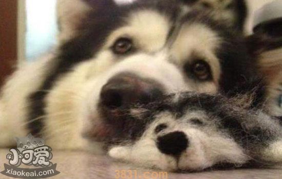 阿拉斯加犬多钱(图3)
