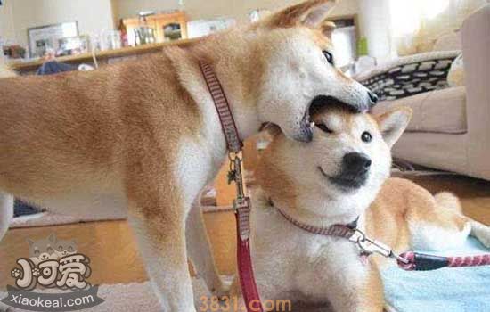 被狗抓伤没破皮要打针吗 正确看待狂犬病(图1)