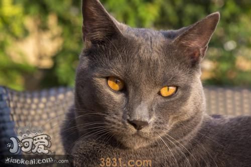 沙特尔猫排尿异常怎么办 尿路感染原因(图1)