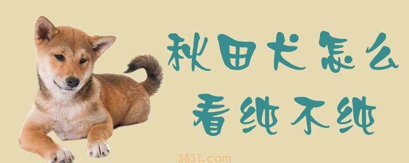 秋田犬怎么看纯不纯(图1)