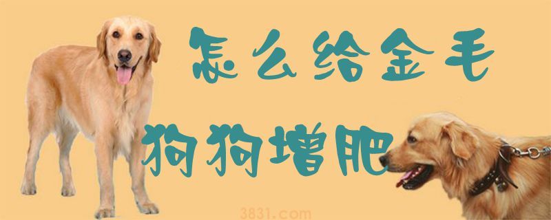 怎么给金毛狗狗增肥(图1)