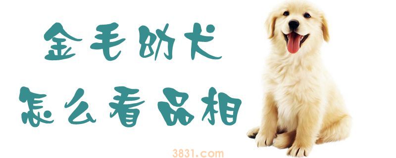 金毛幼犬怎么看品相(图1)