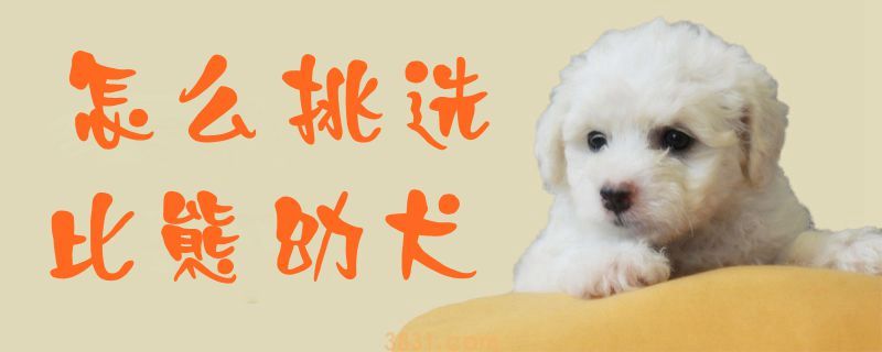 怎么挑选比熊幼犬(图1)