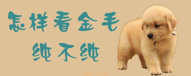 怎样看金毛纯不纯(图1)