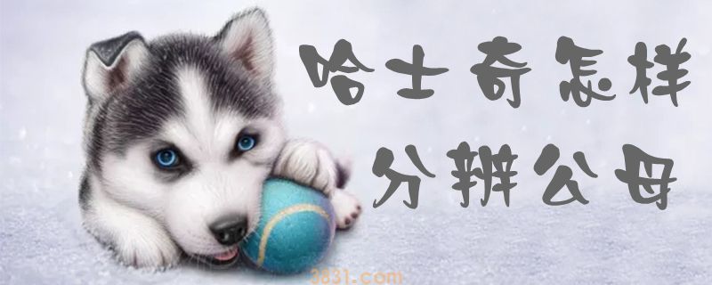 哈士奇怎样分辨公母(图1)