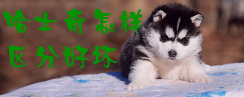 哈士奇怎样区分好坏(图1)