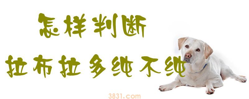 怎样判断拉布拉多纯不纯(图1)