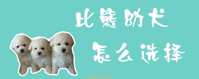 比熊幼犬怎么选择(图1)