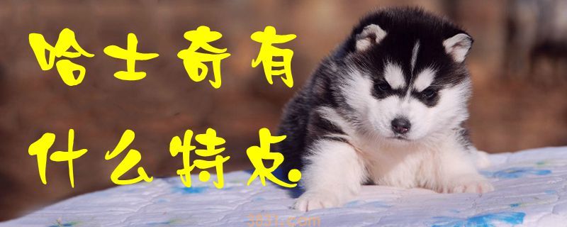 哈士奇有什么特点(图1)