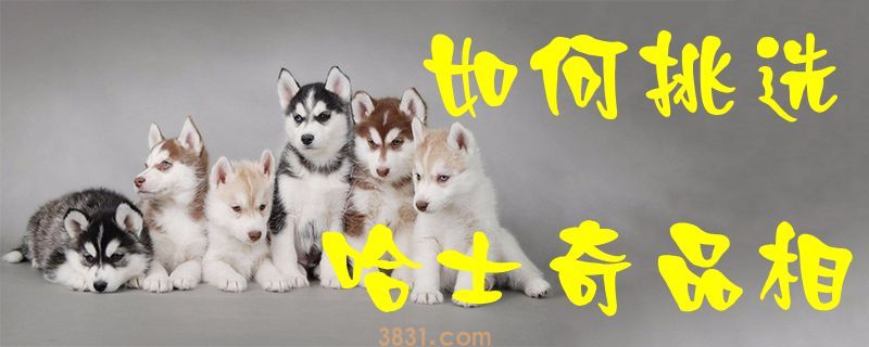 如何挑选哈士奇品相(图1)
