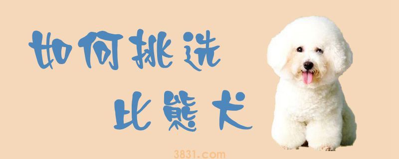 如何挑选比熊犬(图1)
