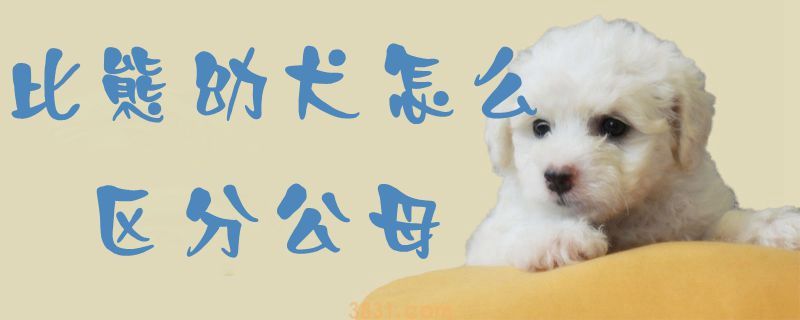 比熊幼犬怎么区分公母(图1)