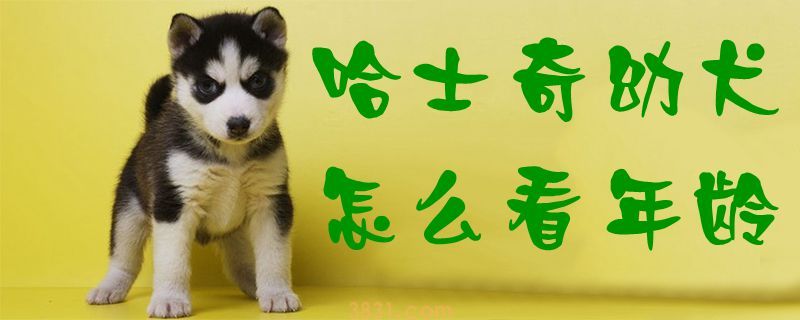 哈士奇幼犬怎么看年龄(图1)
