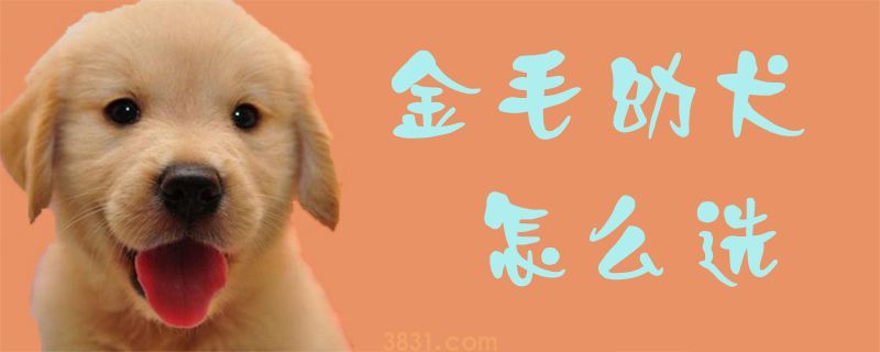 金毛幼犬怎么选(图1)