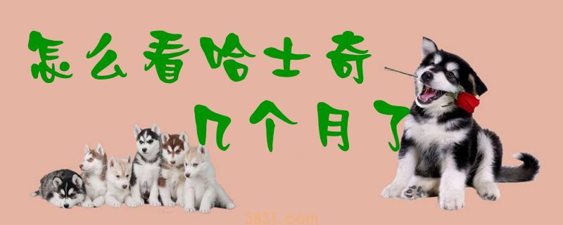 怎么看哈士奇几个月了(图1)