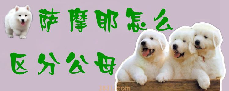 萨摩耶怎么区分公母(图1)