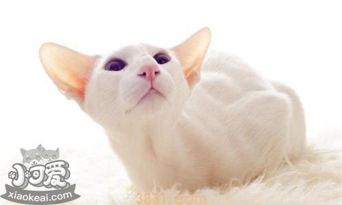 东方猫性格好不好 东方猫性格介绍(图1)