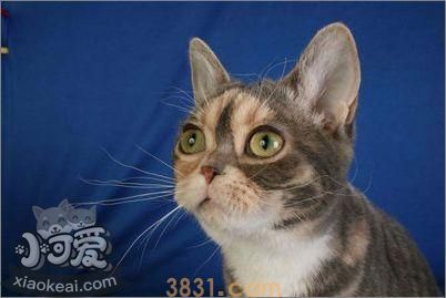 美国刚毛猫怎么养 美国刚毛猫饲养方法(图1)