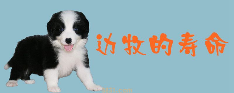 边牧的寿命(图1)