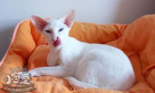 被东方猫抓伤怎么办 东方猫抓伤处理方式(图1)