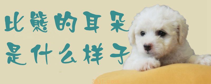 比熊的耳朵是什么样子(图1)