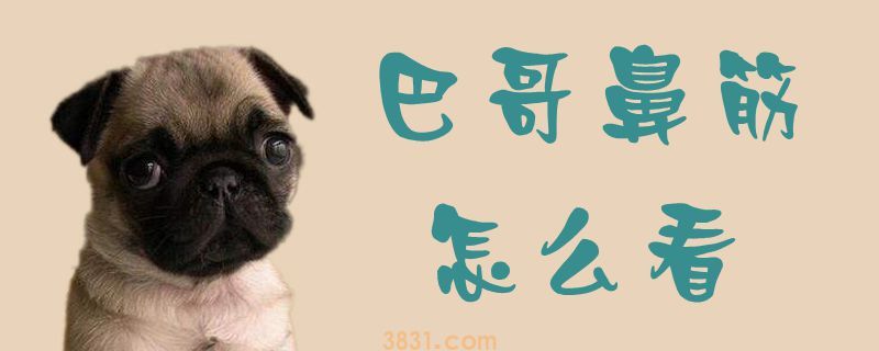 巴哥鼻筋怎么看(图1)