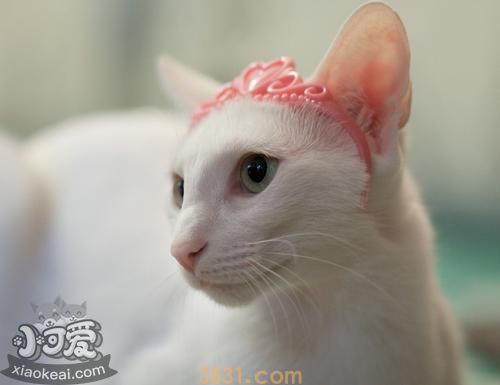 东方猫贫血怎么办 东方猫贫血解决办法(图1)