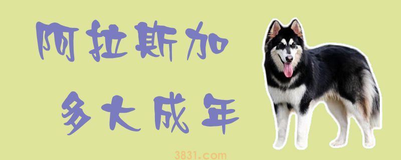 阿拉斯加多大成年(图1)