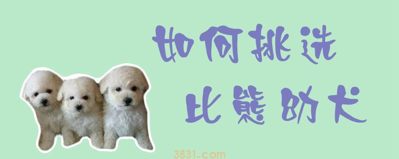 如何挑选比熊幼犬(图1)