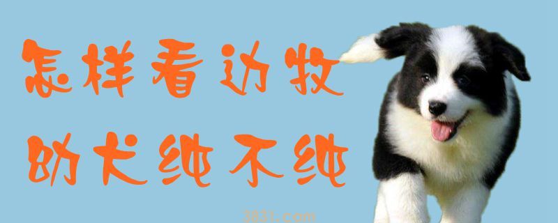 怎样看边牧幼犬纯不纯(图1)