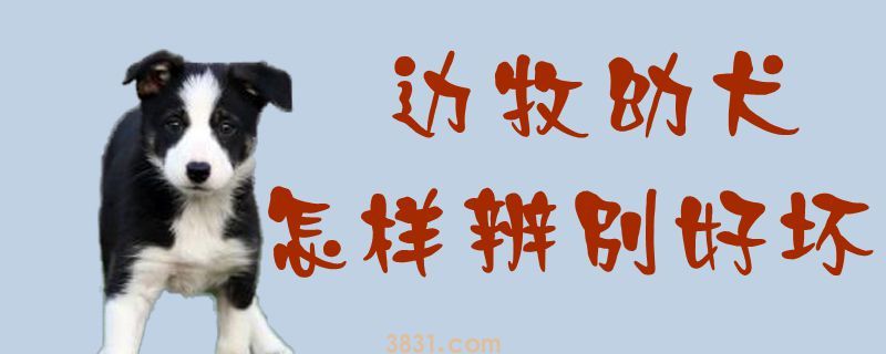 边牧幼犬怎样辨别好坏(图1)
