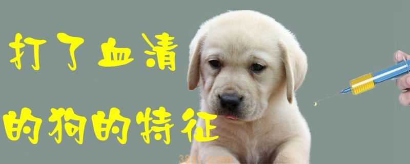 打了血清的狗的特征(图1)