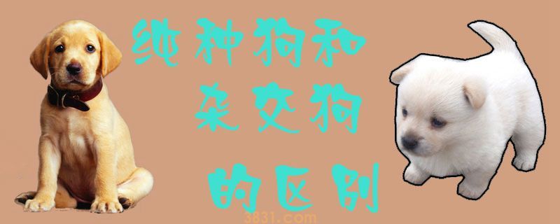 纯种狗和杂交狗的区别(图1)