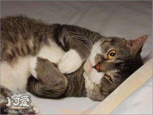 怎么训练美国刚毛猫不咬人 生活习惯上去改变(图1)