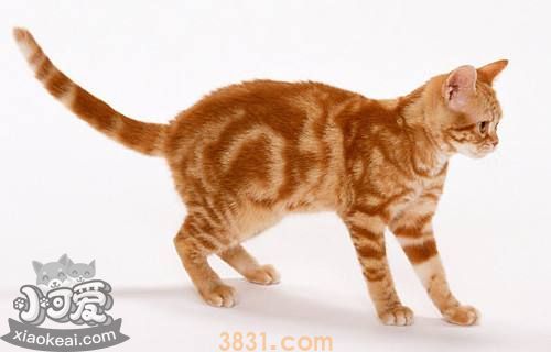 美国刚毛猫怎么训练 美国刚毛猫训练方法(图1)