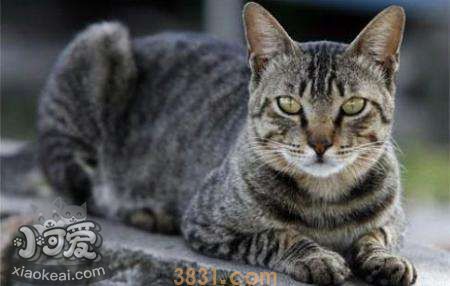 如何训练美国刚毛猫装死 美国刚毛猫装死训练(图1)