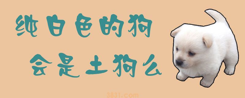 纯白色的狗会是土狗么(图1)