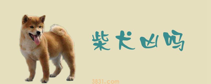 柴犬凶吗(图1)