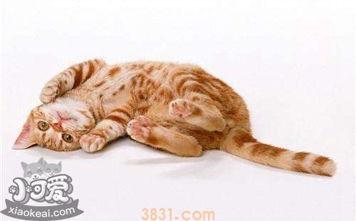 美国刚毛猫好养吗 美国刚毛猫喂养手册(图1)