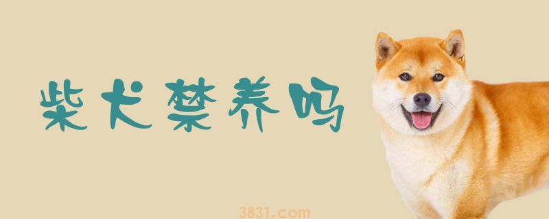 柴犬禁养吗(图1)