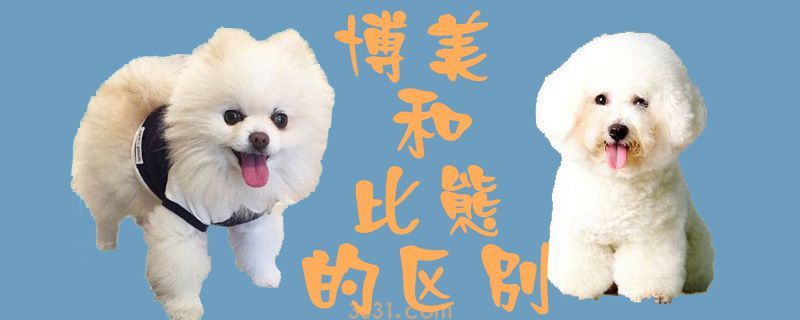 博美和比熊的区别(图1)