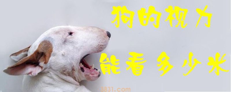 狗的视力能看多少米(图1)