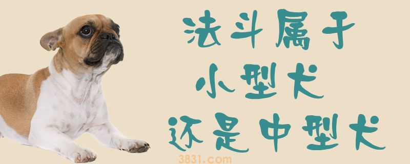 法斗属于小型犬还是中型犬(图1)
