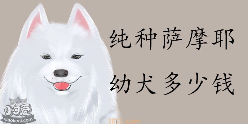 纯种萨摩耶幼犬多少钱(图1)