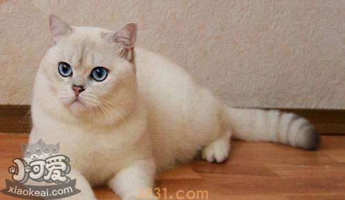 重点色短毛猫怎么洗澡 重点色短毛猫洗澡注意事项(图1)