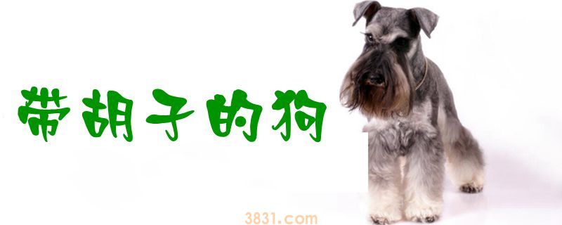 带胡子的狗(图1)