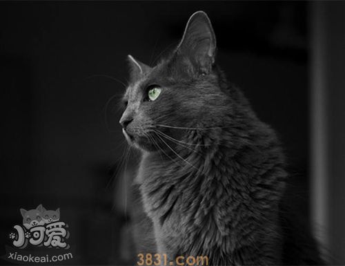 内华达猫打喷嚏怎么回事 打喷嚏原因介绍(图1)