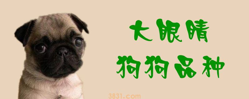 大眼睛狗狗品种(图1)